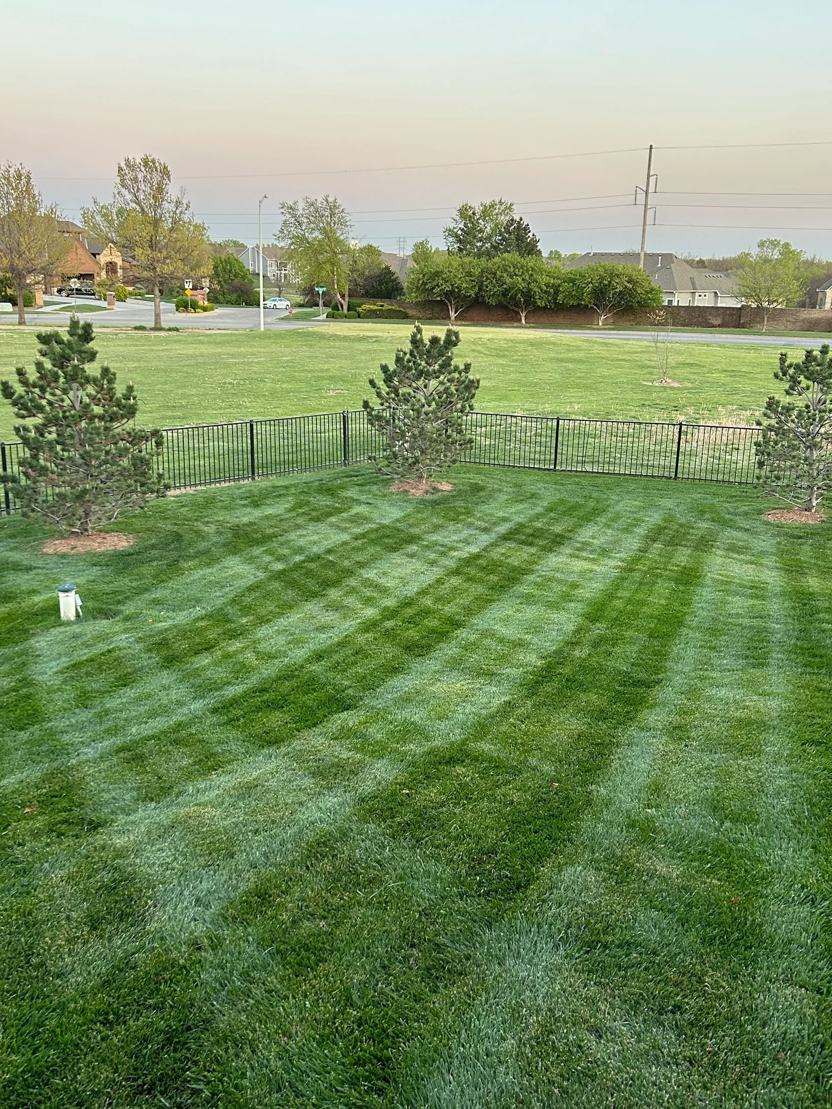 Striped lawn with newly planted evergreens, mulch beds, and black metal fence installation
